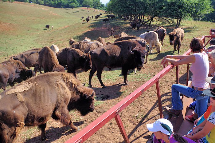 Buffalo Farm Tours