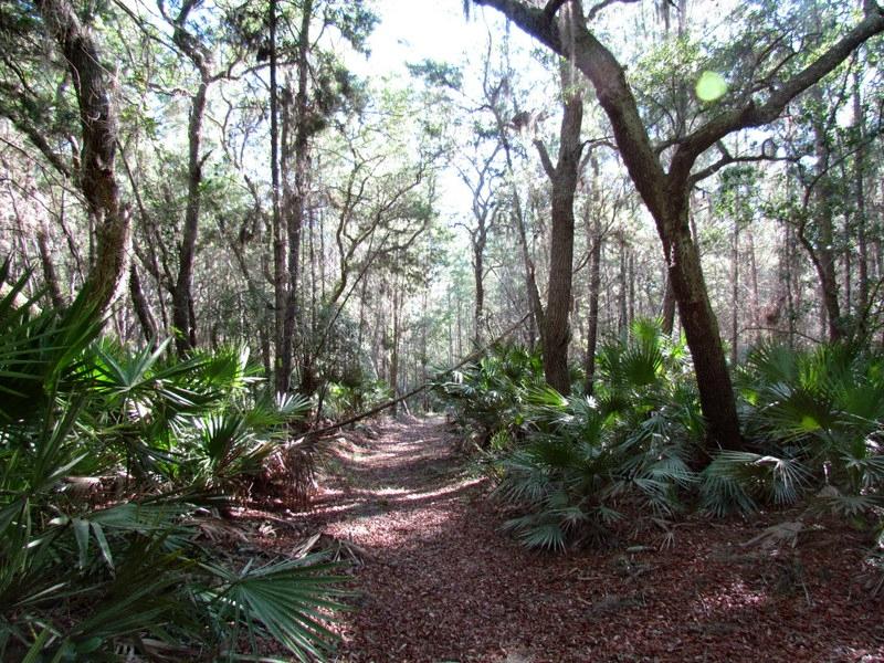 Tiger Bay State Forest