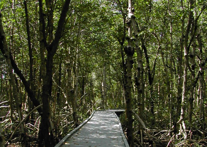 Four Mile Cove Ecological Preserve