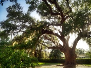 Big Tree Park