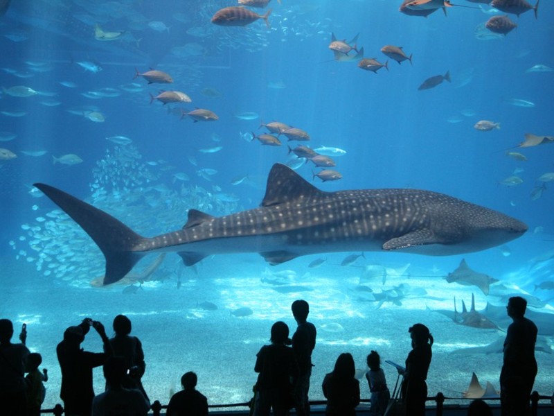 Florida Aquarium